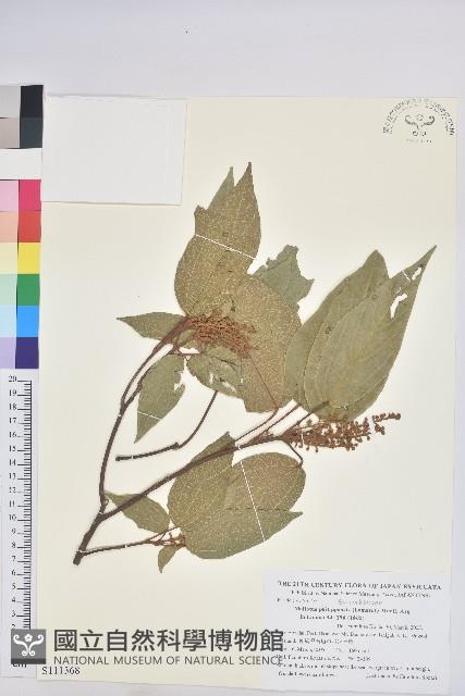 粗糠柴藏品圖，第1張