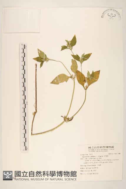 金腰箭藏品圖，第1張