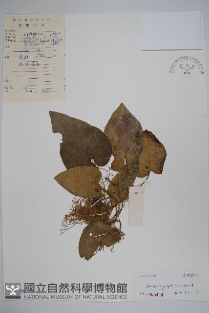 地花細辛藏品圖，第1張