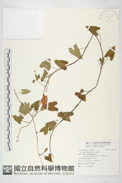 海牽牛藏品圖，第1張