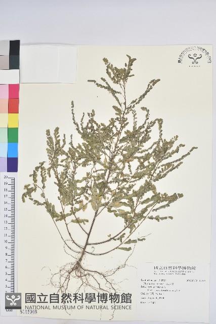 小返魂藏品圖，第1張