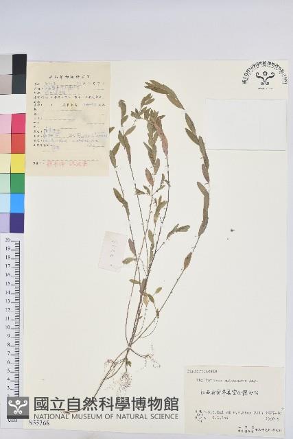 蜜柑草藏品圖，第1張