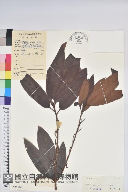 刺毛杜鵑藏品圖，第1張