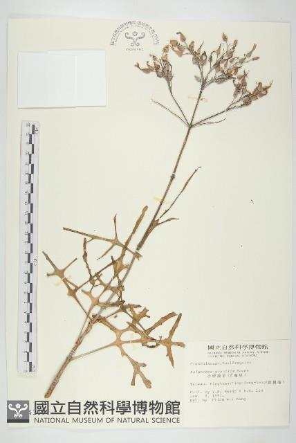 小燈籠草、大還魂藏品圖，第1張