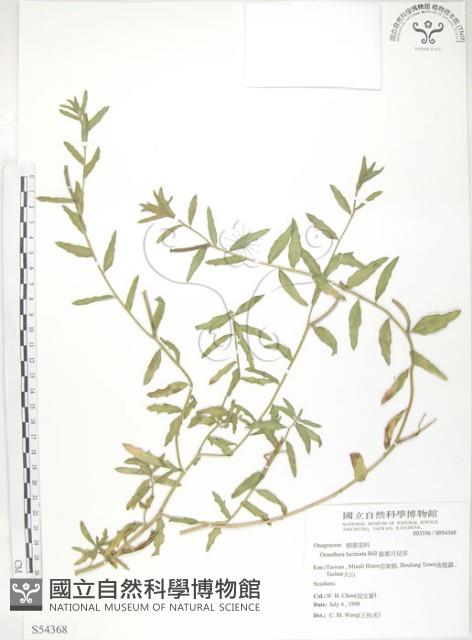 裂葉月見草藏品圖，第1張