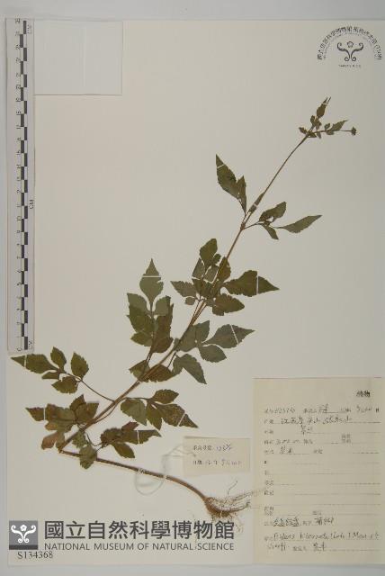 鬼針舅藏品圖，第1張