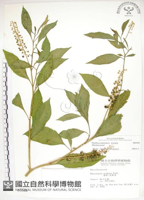 美洲商陸藏品圖，第1張