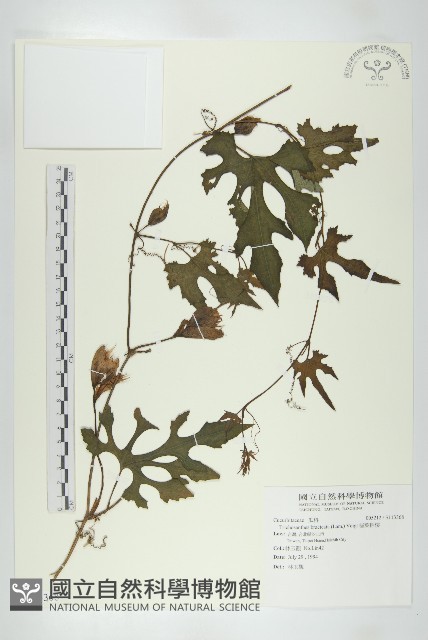 槭葉括樓藏品圖，第1張