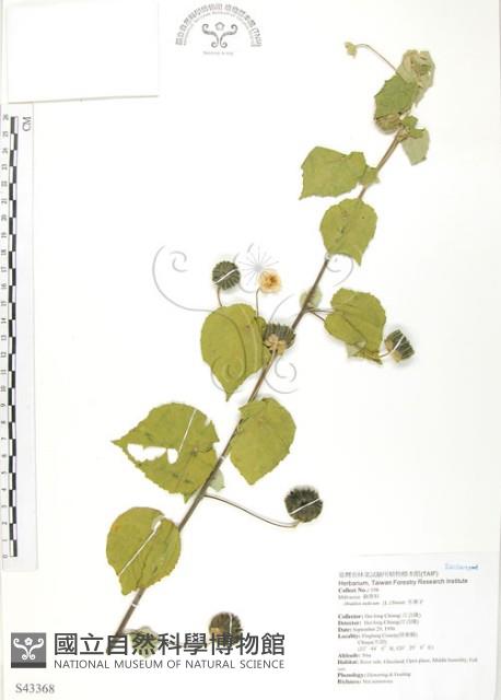 冬葵子藏品圖，第1張