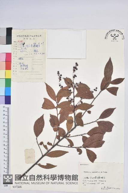 江南越橘藏品圖，第1張