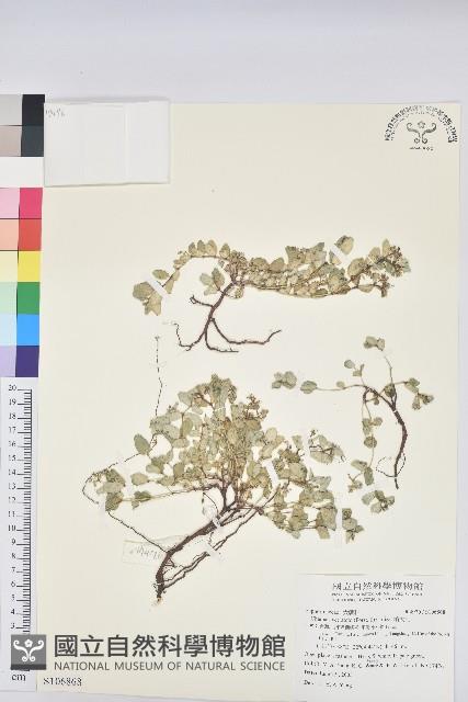 濱大戟藏品圖，第1張