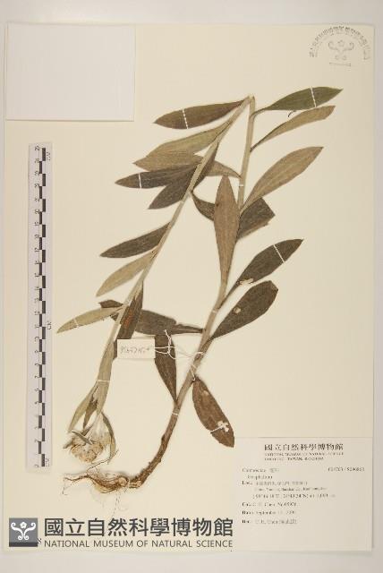 登錄號:S096868藏品圖，第1張