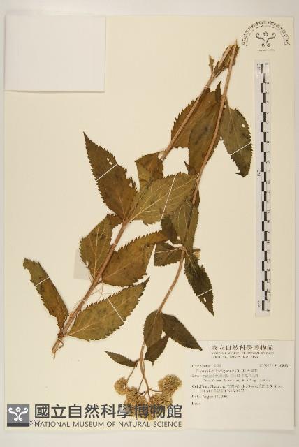 林氏澤蘭藏品圖，第1張