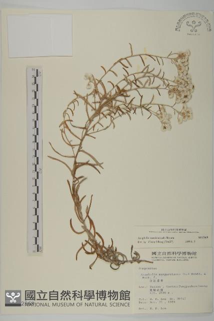 玉山抱莖籟簫藏品圖，第1張