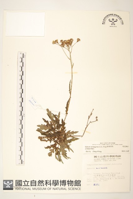 台東黃菀藏品圖，第1張