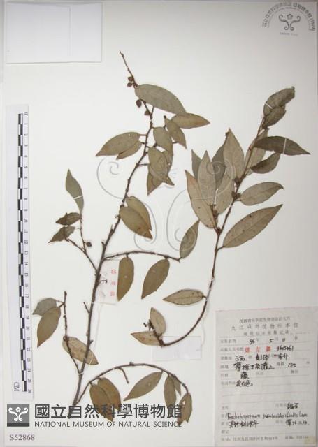 絡石藏品圖，第1張