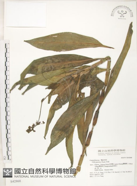 杜若藏品圖，第1張