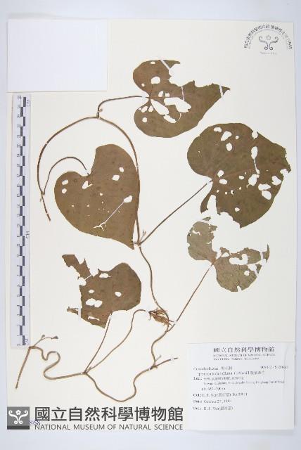 銳葉牽牛藏品圖，第1張