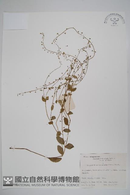 Accession Number:S020868 Collection Image, Figure 1, Total 2 Figures