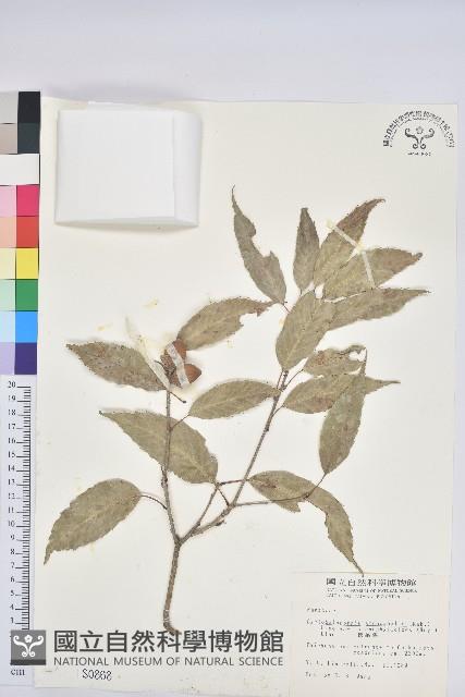 狹葉椆藏品圖，第1張