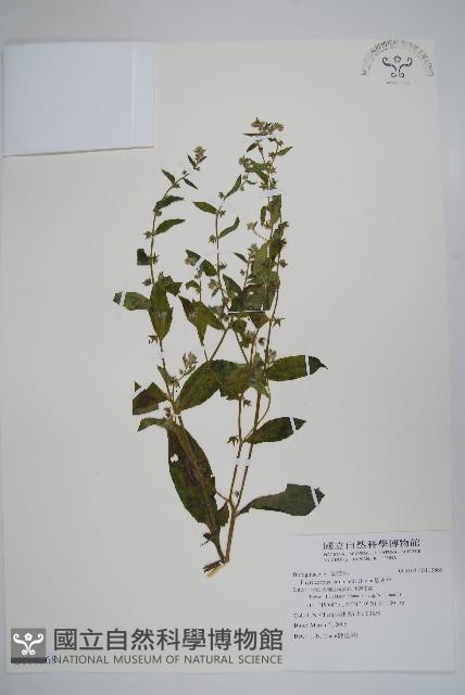 盾果草藏品圖，第1張