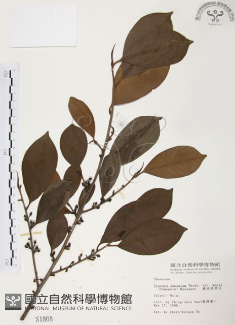 森氏紅淡比藏品圖，第1張