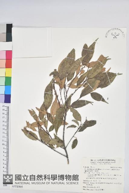 鋸葉長尾栲、白校欑藏品圖，第1張