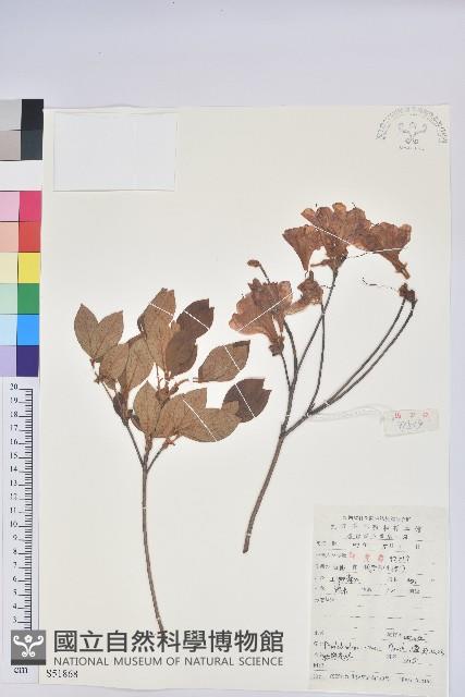 唐杜鵑、大屯杜鵑、中原氏杜鵑藏品圖，第1張