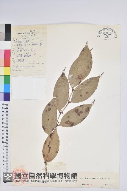 叢林白珠藏品圖，第1張