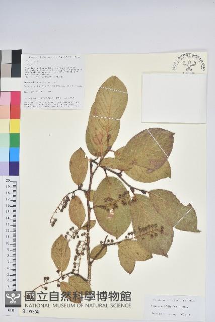 南燭藏品圖，第1張