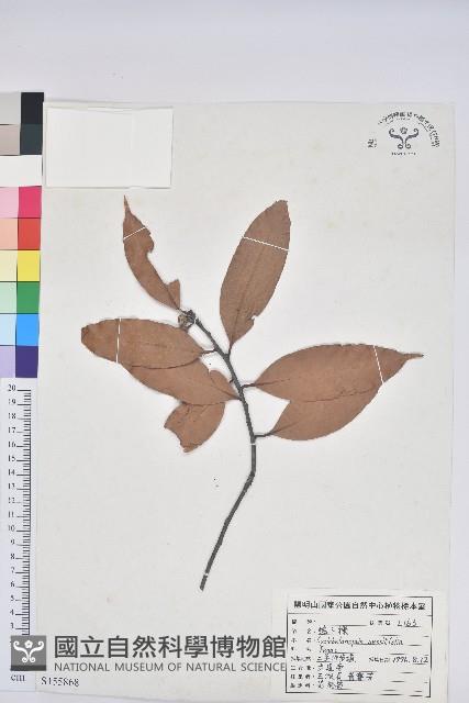 毽子櫟藏品圖，第1張