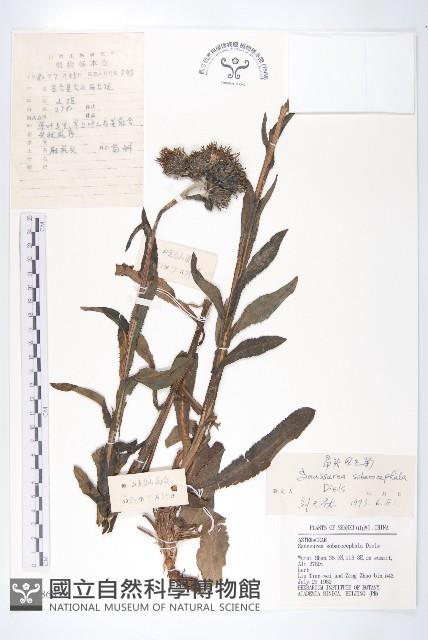 昂頭鳳毛菊藏品圖，第1張