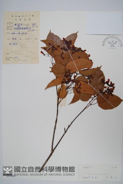 飛蛾槭藏品圖，第1張