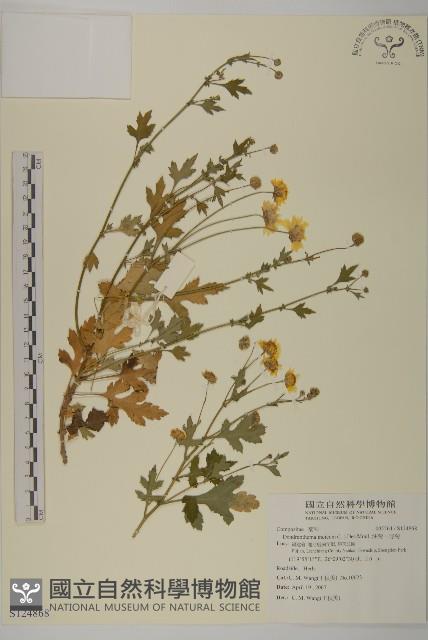 油菊、野菊藏品圖，第1張