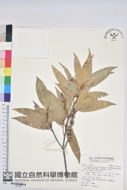 細葉三斗石櫟藏品圖，第1張