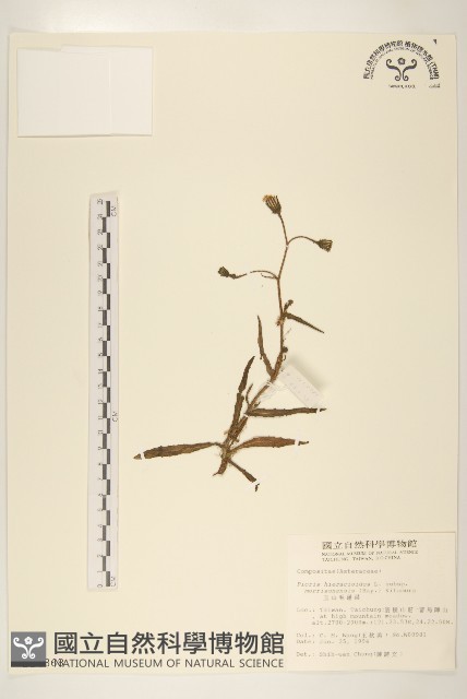 玉山毛蓮菜藏品圖，第1張