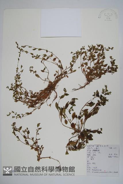 附地菜藏品圖，第1張