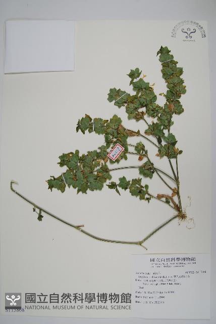 華九頭獅子草藏品圖，第1張