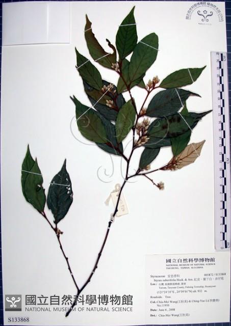 紅皮、葉下白、赤仔尾藏品圖，第1張