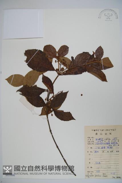 南方莢迷藏品圖，第1張