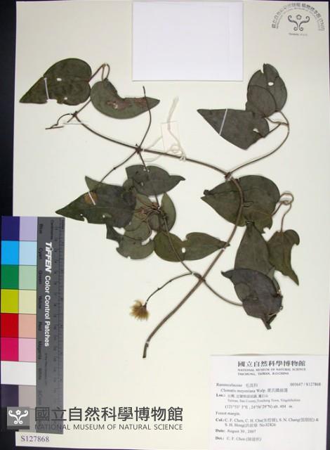 麥氏鐵線蓮藏品圖，第1張