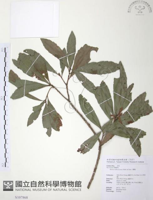 楊梅藏品圖，第1張