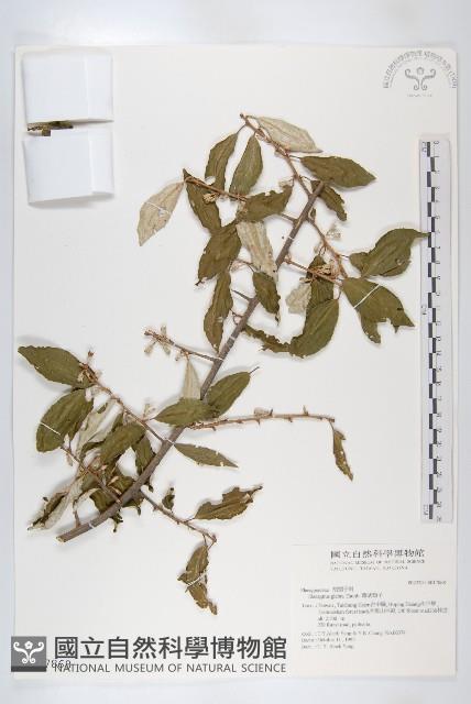 藤胡頹子藏品圖，第1張