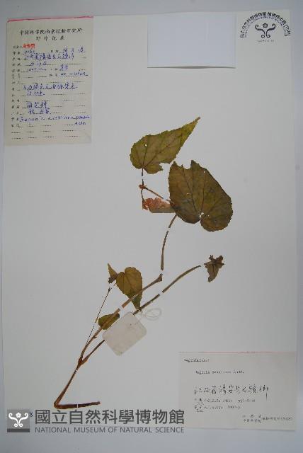 秋海棠藏品圖，第1張