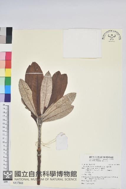 紫玉盤杜鵑藏品圖，第1張