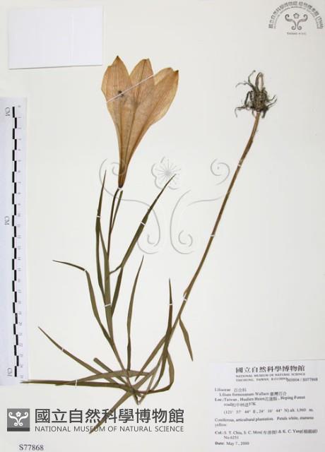 臺灣百合藏品圖，第1張
