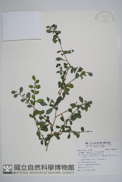 滿福木藏品圖，第1張