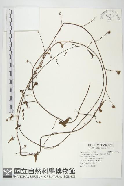 菜欒藤藏品圖，第1張