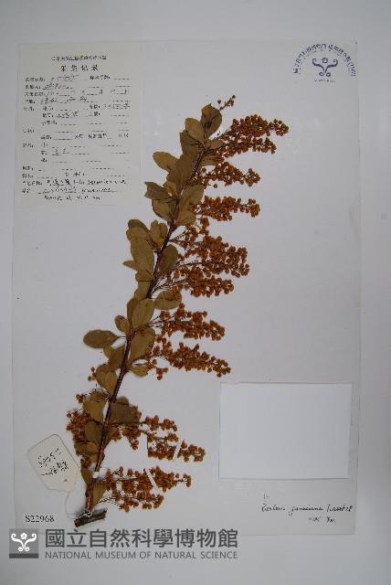 川滇小蘗藏品圖，第1張