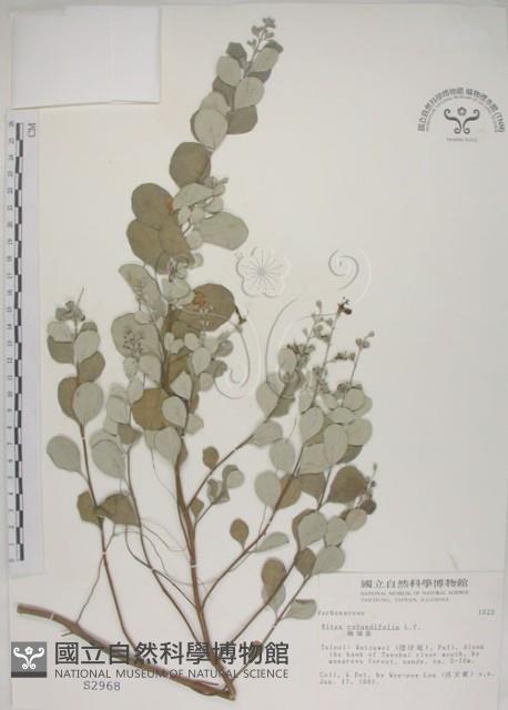 海埔姜藏品圖，第1張